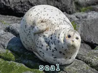 Definition & pronunciation of seal