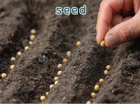 Definition & pronunciation of seed