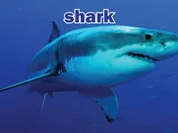 Definition & pronunciation of shark
