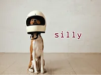Definition & pronunciation of silly