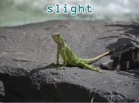 Definition & pronunciation of slight