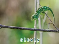 Definition & pronunciation of slowly