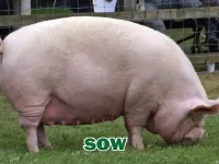 Definition & pronunciation of sow