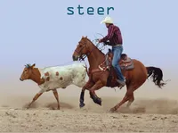 Definition & pronunciation of steer