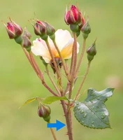 Definition & pronunciation of stem