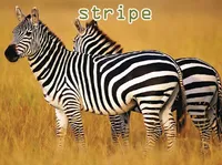 Definition & pronunciation of stripe