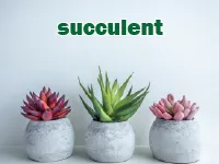 Definition & pronunciation of succulent