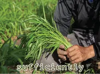 Definition & pronunciation of sufficiently