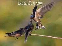 Definition & pronunciation of swallow