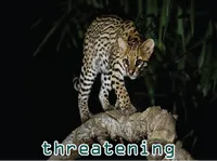 Definition & pronunciation of threatening