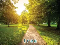 Definition & pronunciation of tree
