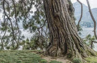 Definition & pronunciation of trunk