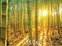 Definition & pronunciation of vital