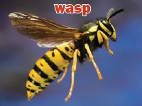 Definition & pronunciation of wasp