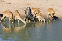 Definition & pronunciation of waterhole