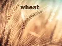 Definition & pronunciation of wheat