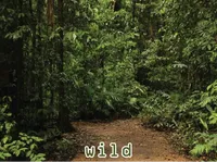 Definition & pronunciation of wild