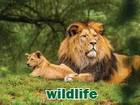 Definition & pronunciation of wildlife