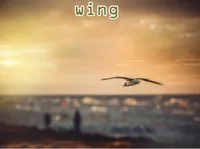 Definition & pronunciation of wing