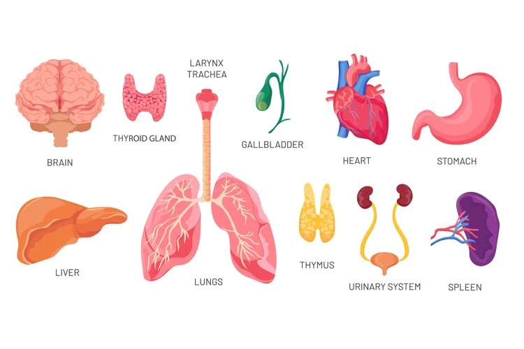 English Vocabulary on Human Body Parts